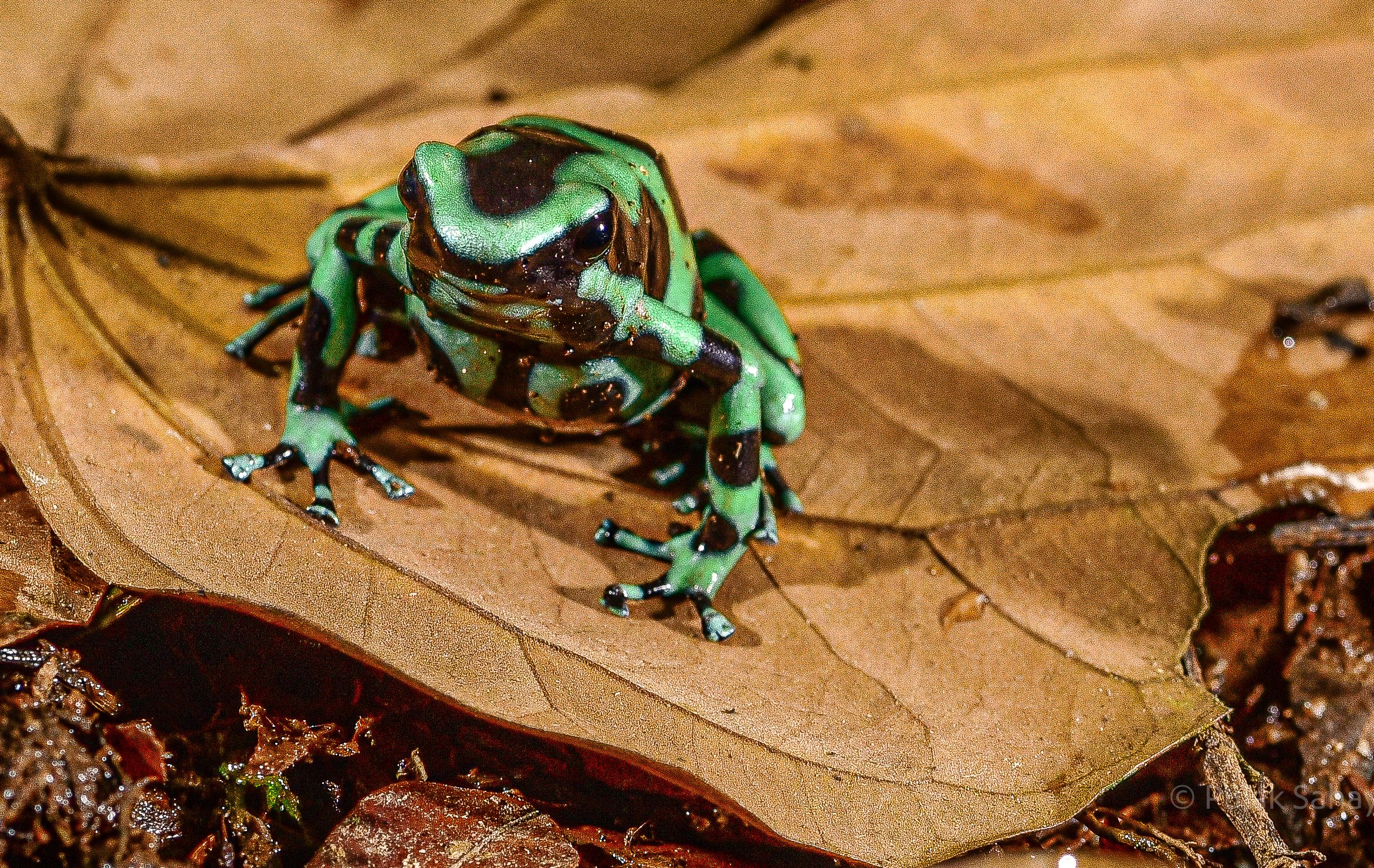 Green black speckled frog on leaf
